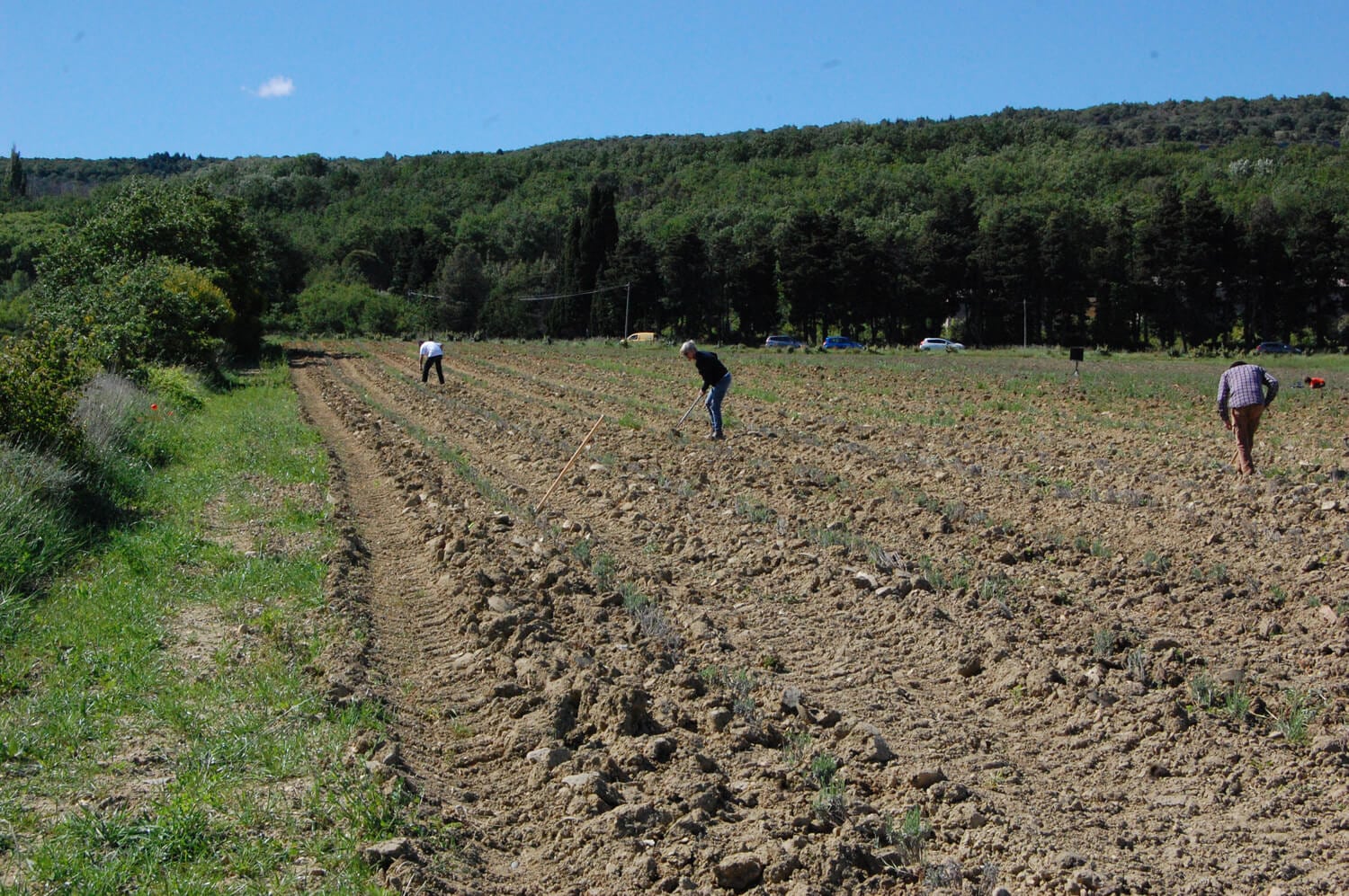 L'exploitation Curly de Provence produit la lavande en agroforesterie.